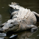 Illustration for article titled Sunday Crocodilian - Crocodylus acutus Edition